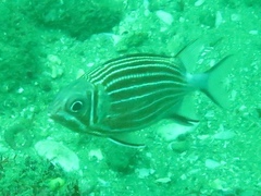 Sargocentron diadema