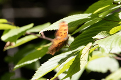 Polygonia progne