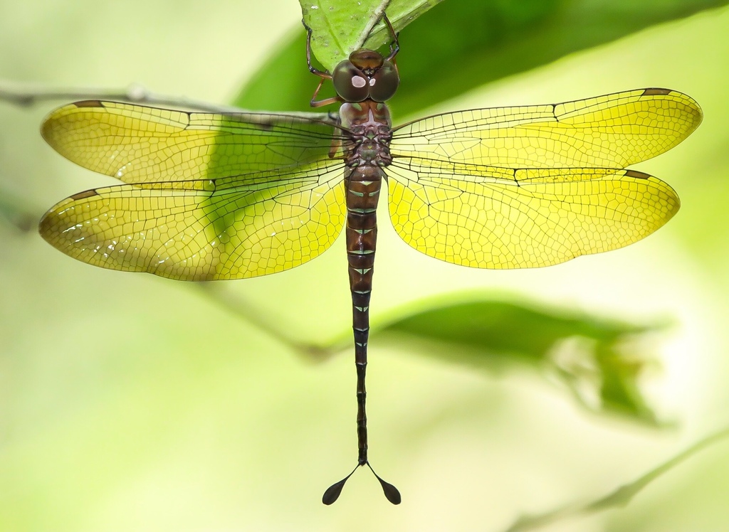 Oligoaeschna