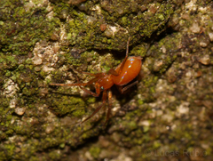 Oonopidae