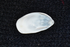 Crepidula plana