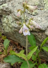 Penstemon canescens