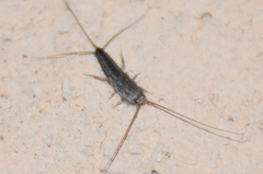 Ctenolepisma lineatum