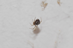 Steatoda triangulosa