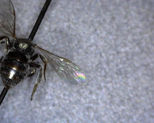 iNaturalist observation photo of Incomplete Sweat Bee