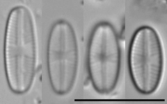 Sellaphora