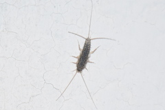 Ctenolepisma lineatum