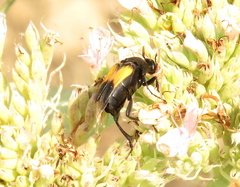 Macrosiagon dimidiata