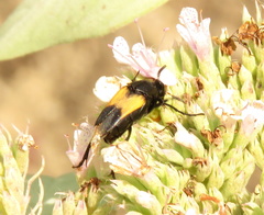 Macrosiagon dimidiata