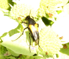 Macrosiagon dimidiata