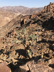 Pelargonium paniculatum