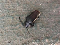 Solenoptera