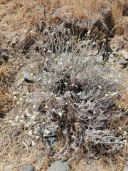 Eriogonum wrightii trachygonum