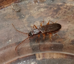 Dendrophagus crenatus