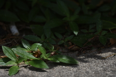 Richardia grandiflora