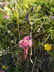 Sempervivum arachnoideum