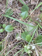 Pyrola rotundifolia