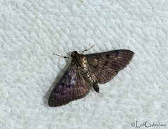 Omiodes noctescens