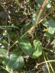 Pyrola rotundifolia