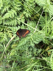 Erebia euryale