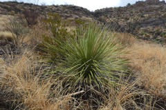 Dasylirion leiophyllum