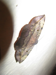 Hypopyra