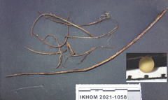 Hymenoscyphus dearnessii