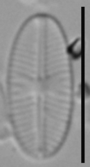 Sellaphora