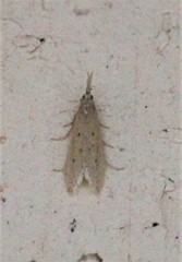 Dichomeris punctipennella