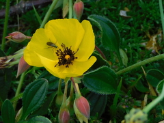 Tuberaria globulariifolia