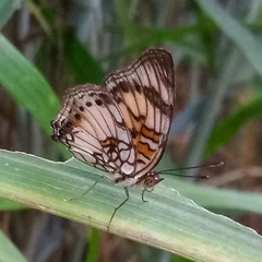 Junonia sophia sophia