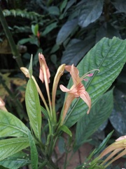 Ruellia haenkeana