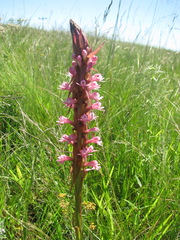 Satyrium macrophyllum