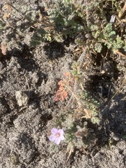 Erodium lebelii
