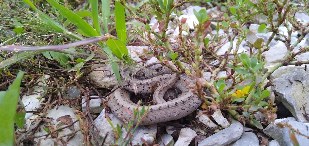 DeKay's Brownsnake
