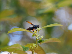 Rhynchium