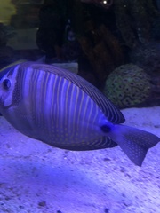 Zebrasoma
