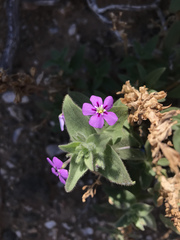 Jamesbrittenia fruticosa