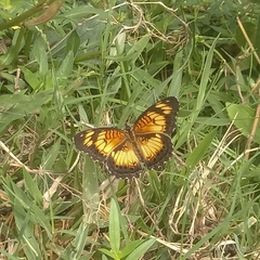 Junonia sophia sophia