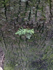 Pleopeltis thyssanolepis