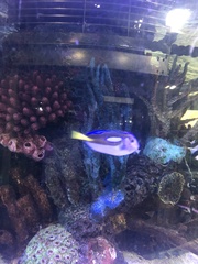Paracanthurus