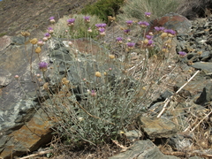 Monardella linoides sierrae