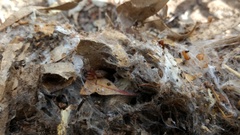 Clubiona robusta