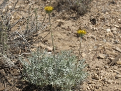 Hymenopappus filifolius nanus