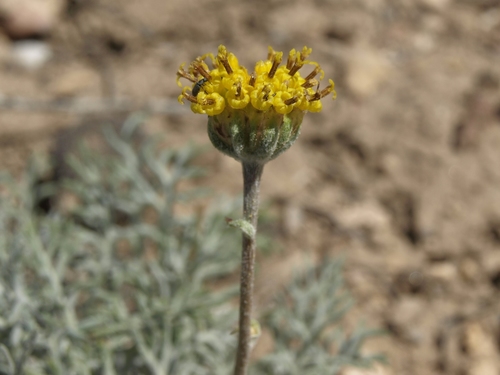 Hymenopappus filifolius var. nanus