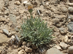 Erigeron compactus