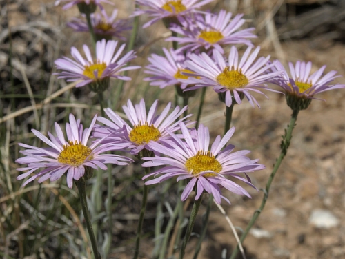 Erigeron argentatus A.Gray