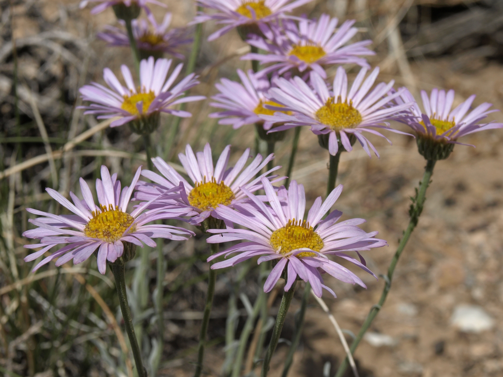 Erigeron argentatus