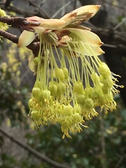 Acer opalus