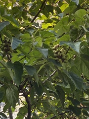 Paulownia tomentosa